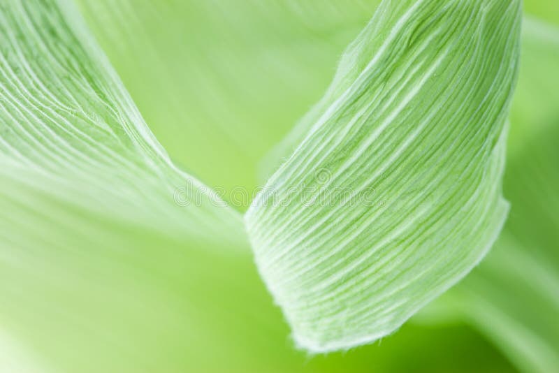Green leaves of corn stock photos Green leaves of corn stock photos