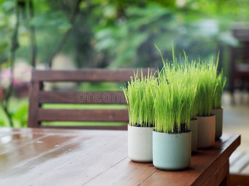 Green leaves in a cup