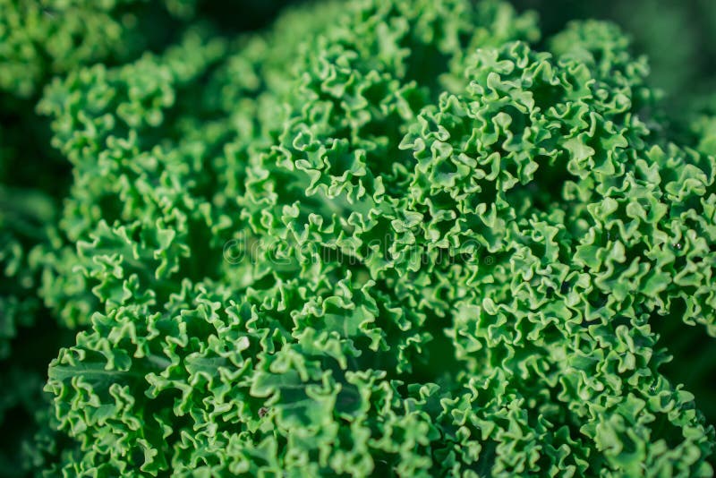 The Green Leaves of Curly Leaved Kale Growing in Garden Stock Image