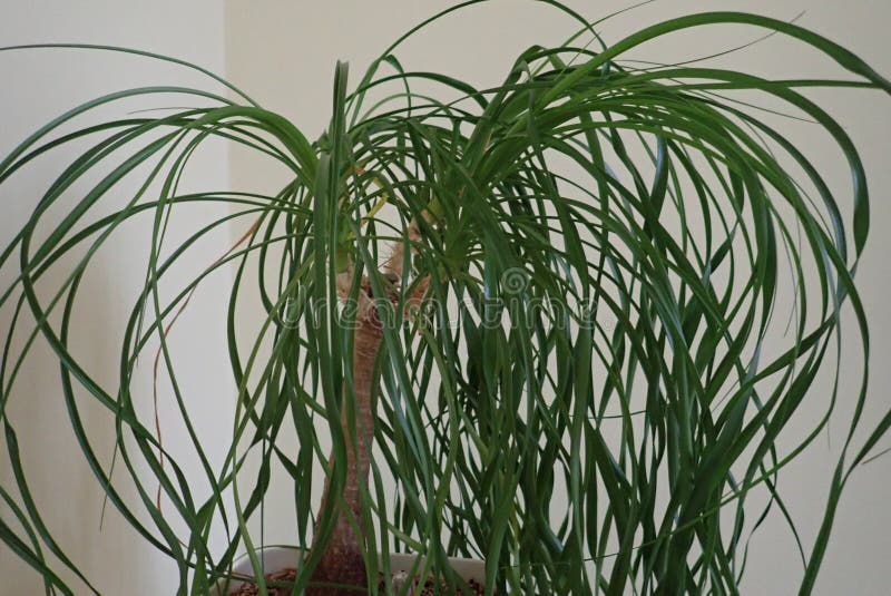 Detail of green leaves of a decorative indoor plant