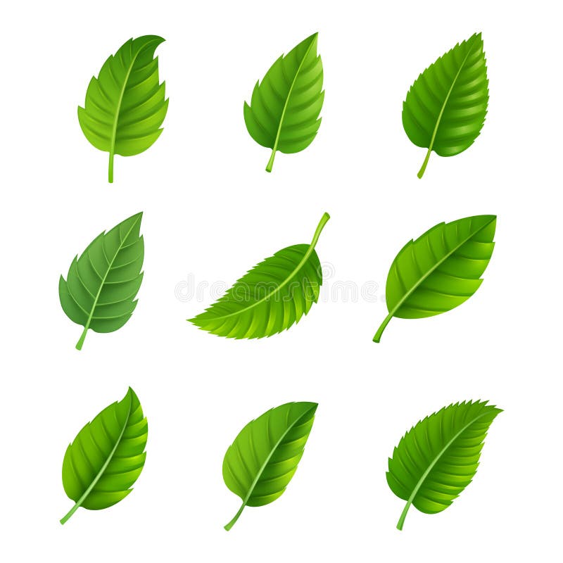 Green leaves decorative set vector illustration Green leaves decorative set vector illustration
