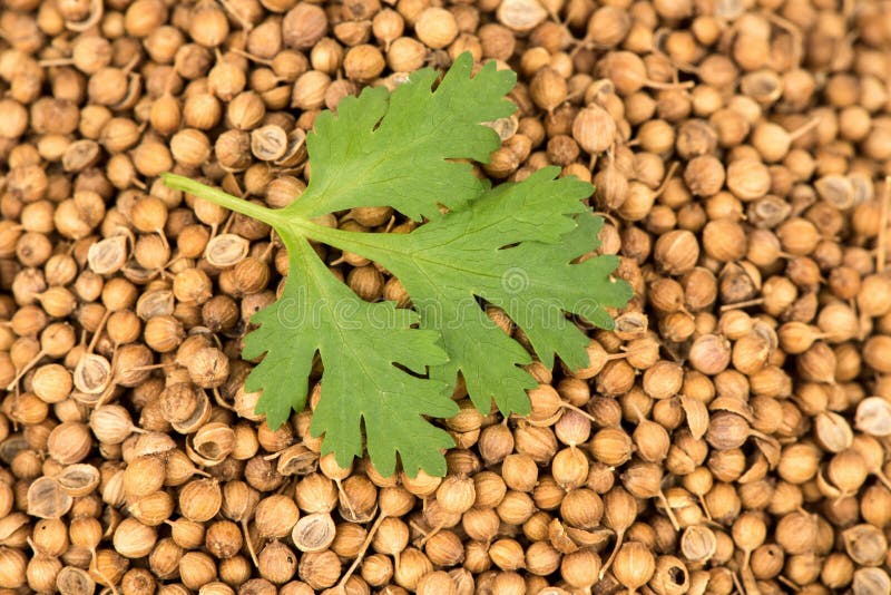 Green Leaves on Dried Coriander Seeds Surface Stock Image Image of medicine, ayurveda 228555317