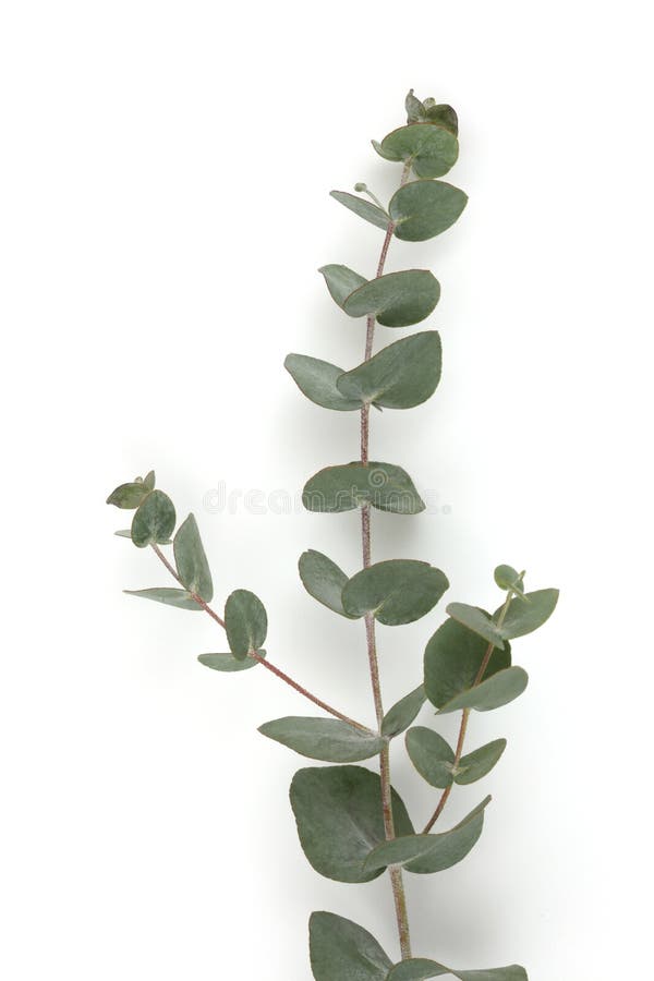 Green leaves eucalyptus branch light and shadow on white wall vertical background