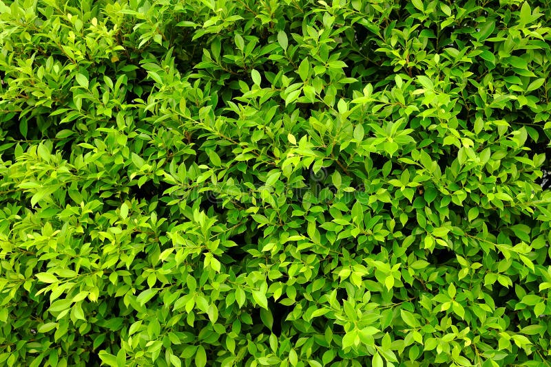 Green Leaves Fence Texture Background. stock photo Green Leaves Fence Texture Background. stock photo
