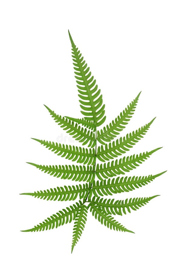 Green leaves fern frond tropical rainforest foliage plant isolated on white background, clipping path included