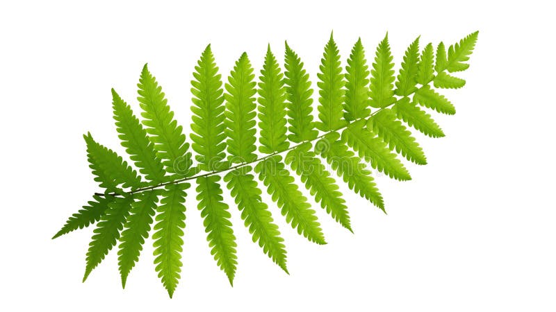 Green leaves fern tropical plant isolated on white background, path
