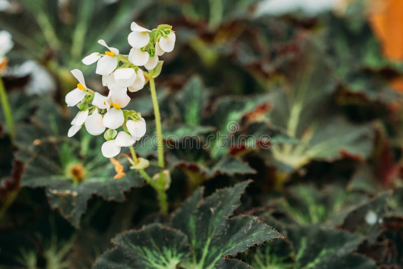 Green Leaves and Flower of Plant Begonia Rex Putz, Commonly Known As King  Begonia, Rex Begonia, is a Rhizomatous Stock Photo - Image of order,  botanical: 164163518