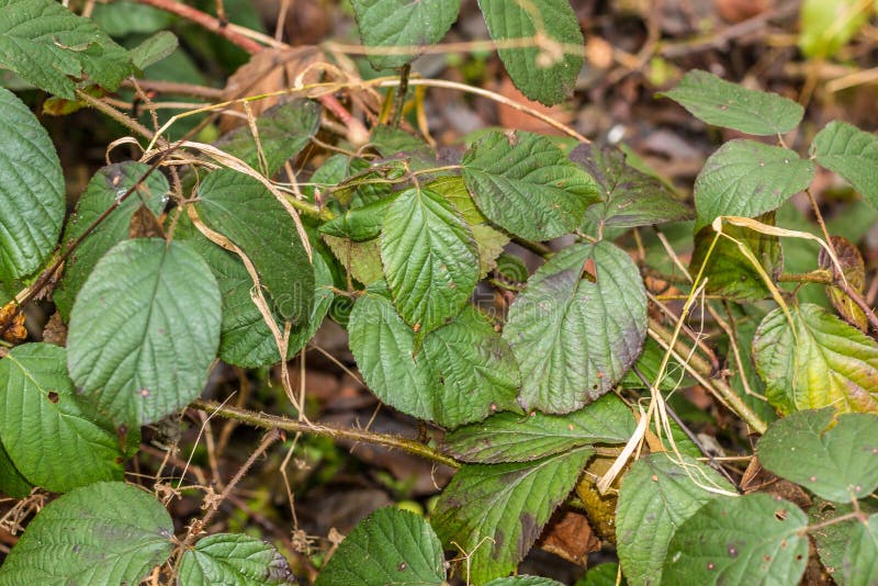 Green leaves royalty free stock photos