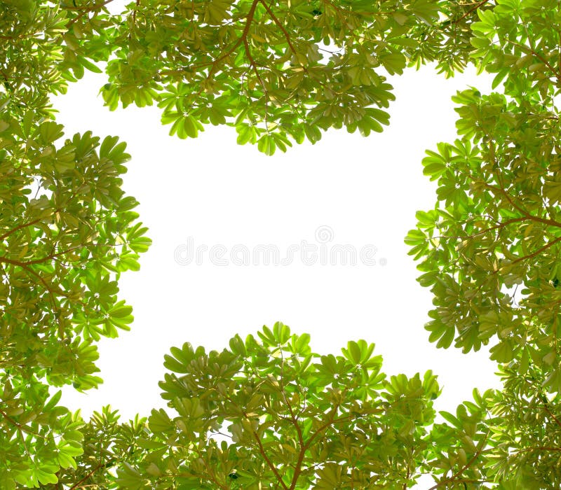 Green leaves Frame