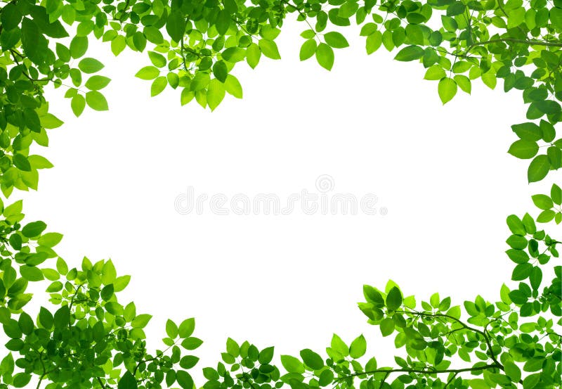 Green Leaves frame on white stock images