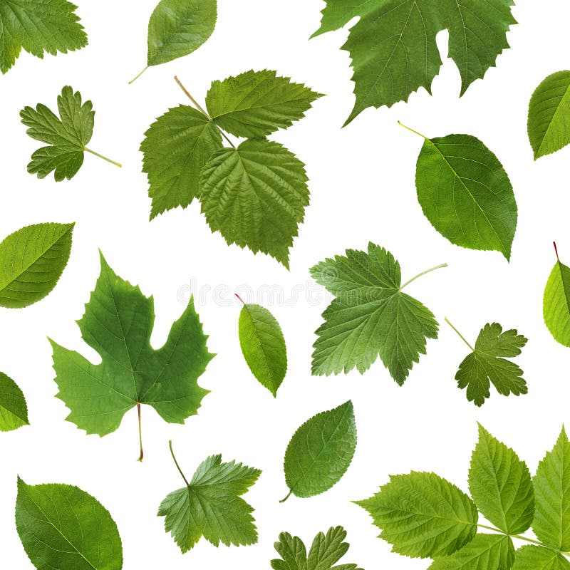 Green leaves garden fruit plants on a white background. stock image Green leaves garden fruit plants on a white background. stock image