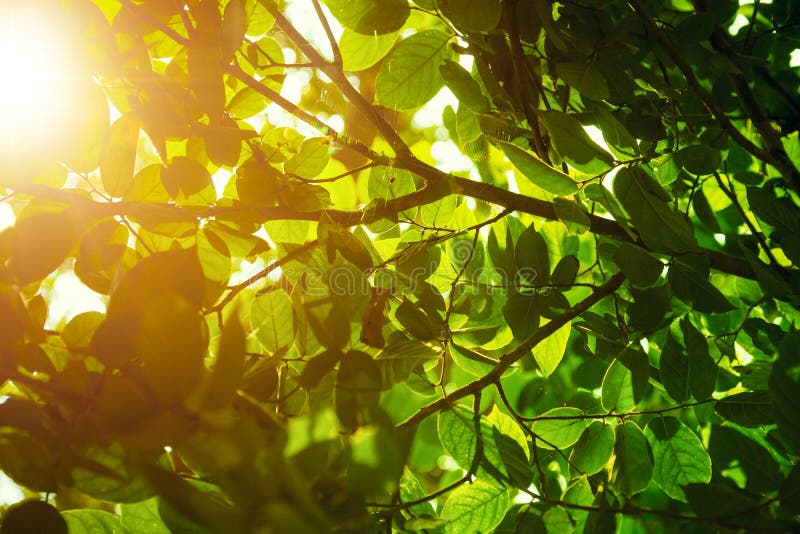 Green leaves glowing