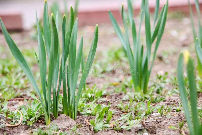 Green Leaves of Grass in Early Spring Close Up Stock Photo Image of