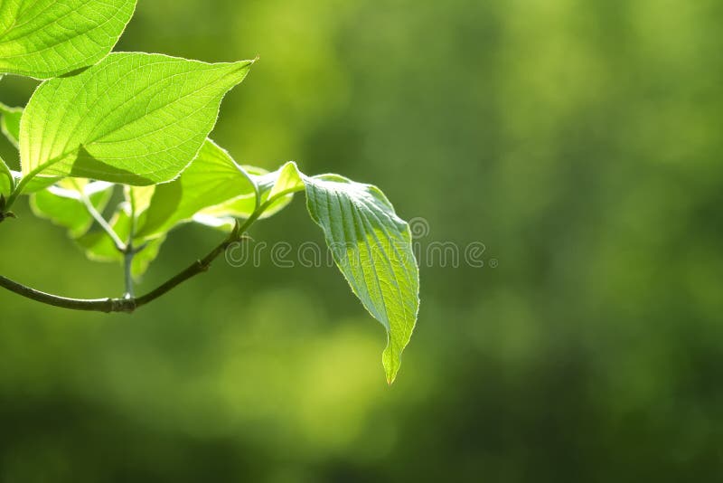 Green leaves with green background stock photography