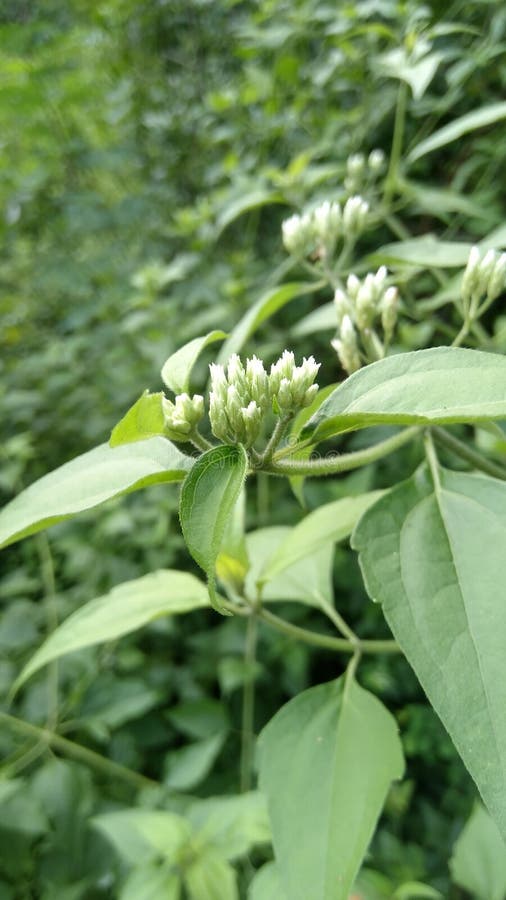 Green leaves stock image. Image of leaves, wallpapers 306033029