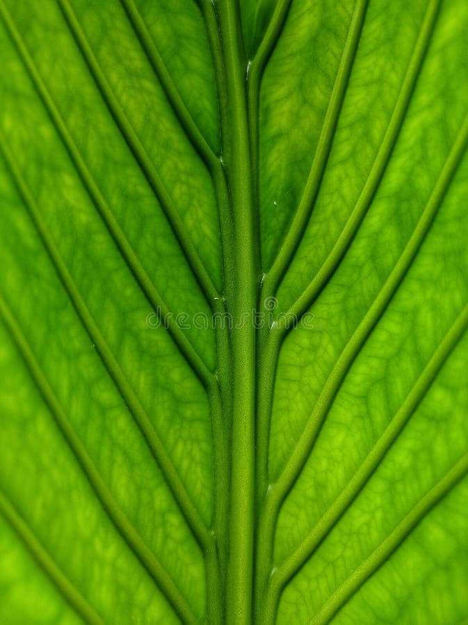 Green Leaves, Green Leaves that Have Leaf Veins that Look Sturdy Stock