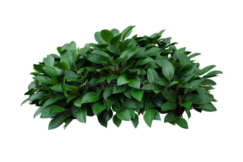 Green leaves hosta plant bush, lush foliage tropic garden plant isolated on white background with clipping path