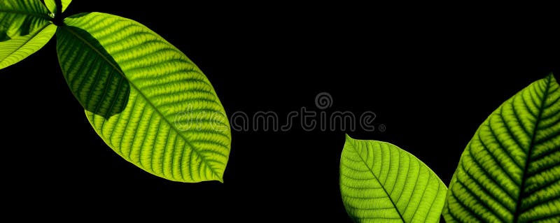 Green Leaves Isolated on Black. Stock Image Image of leaves, plant
