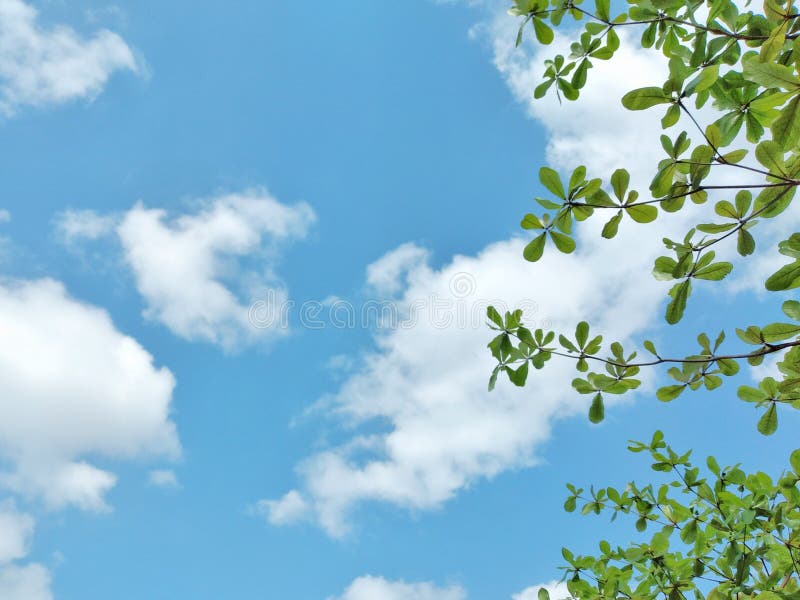 Green Leaves Isolated on Clearly Blue Sky Background Stock Image