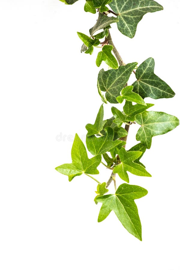 Green Climbing Ivy Creeper Branch Isolated On White Background Hedera Vine  Botanical Design Element Vector Illustration Of Hanging Or Wall Climbing Ivy  Plant Stock Illustration - Download Image Now - iStock