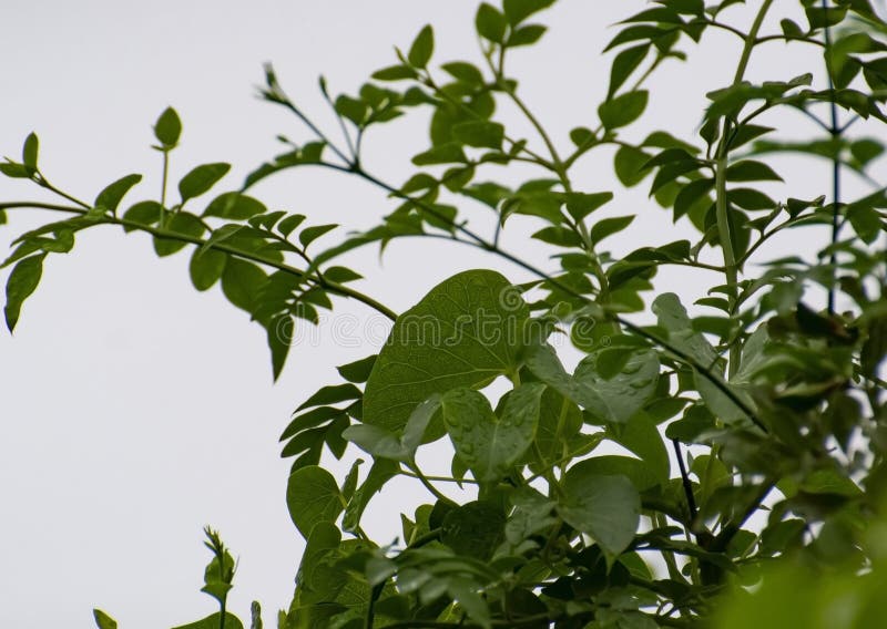 Jasmine leaves stock photo. Image of botany, branch, green 15588128