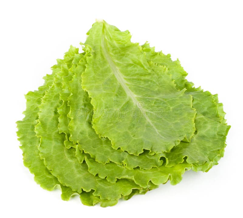 Green leaves of lettuce