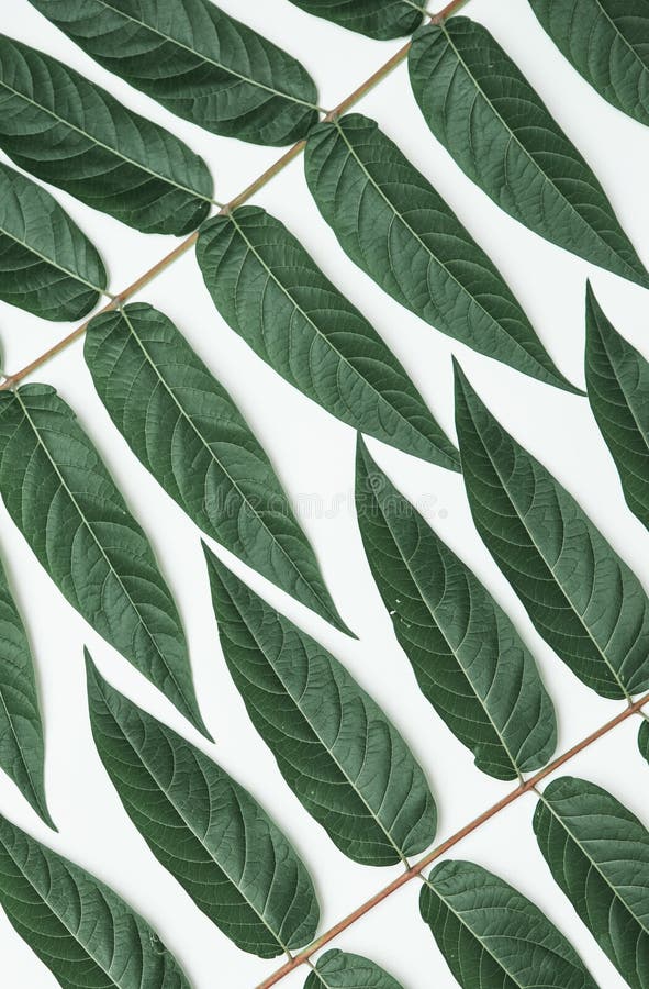 Green Leaves on Light Background. Stock Image Image of frame, shape