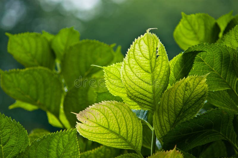 Green Leaves into the Light Stock Image Image of flowers, park 78284811