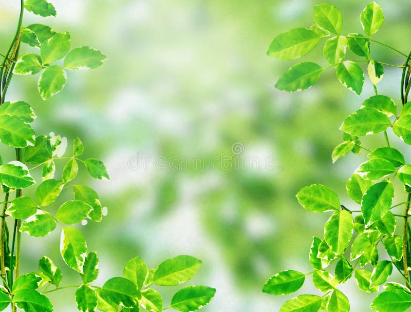 Green Leaves on Light Bokeh Background Stock Image Image of color