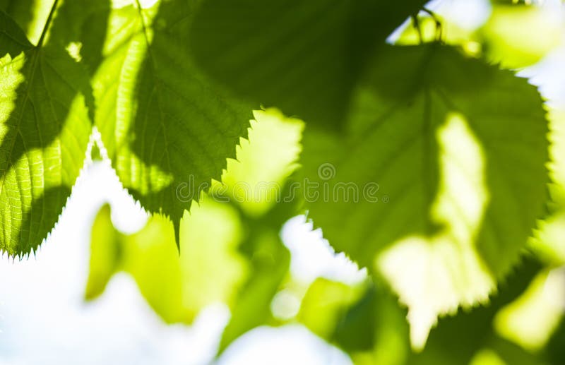 928,360 Bright Green Leaves Stock Photos - Free & Royalty-Free Stock Photos  from Dreamstime
