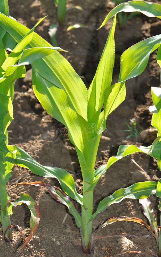 Green Leaves of Maize in a Field Stock Photo Image of food, greenery