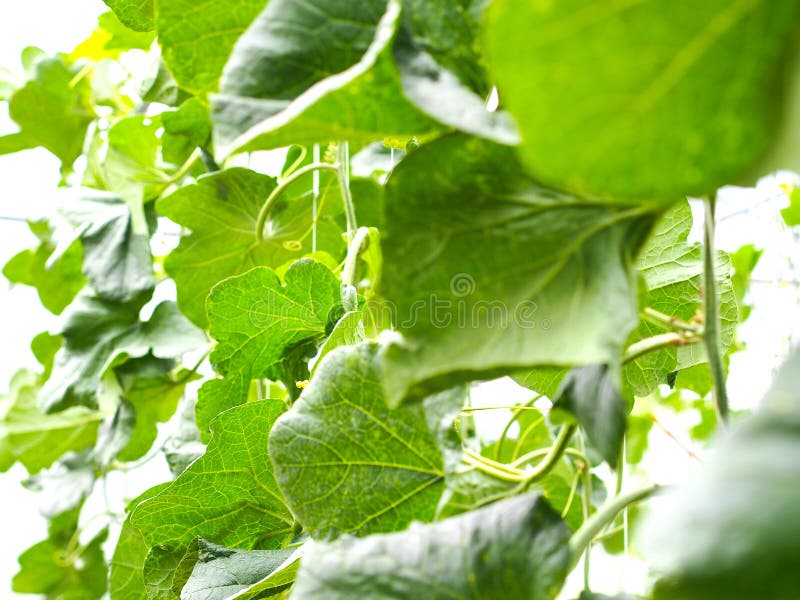 Green Leaves of Melon Fruit. Stock Photo Image of greenhouse, farming