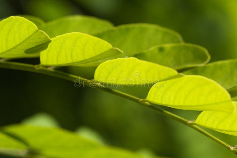 Green leaves - nature motive stock photos