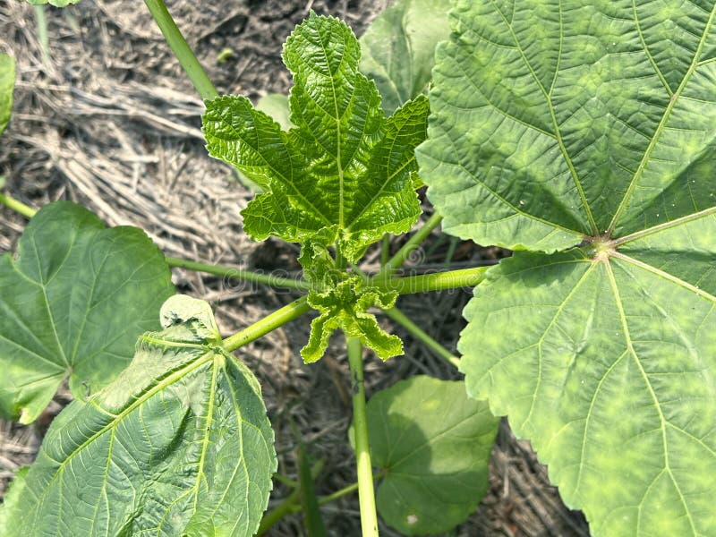 Green leaves on the Okra tree stock image