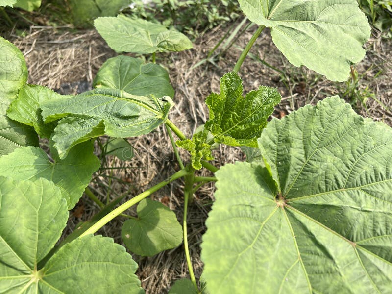 Green leaves on the Okra tree stock photo