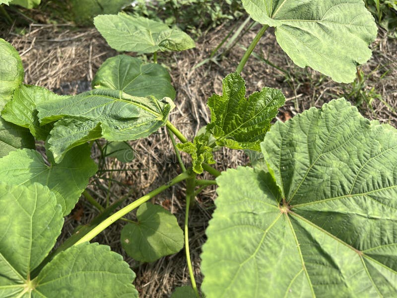 Green leaves on the Okra tree royalty free stock images