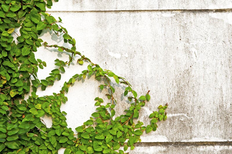 Green leaves on old brick wall