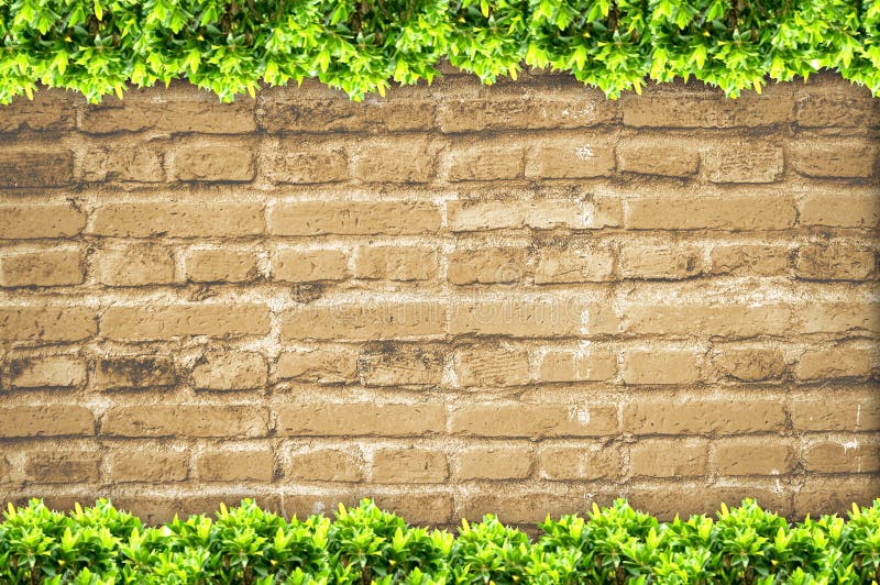 Green leaves on Old brick wall for background royalty free stock images