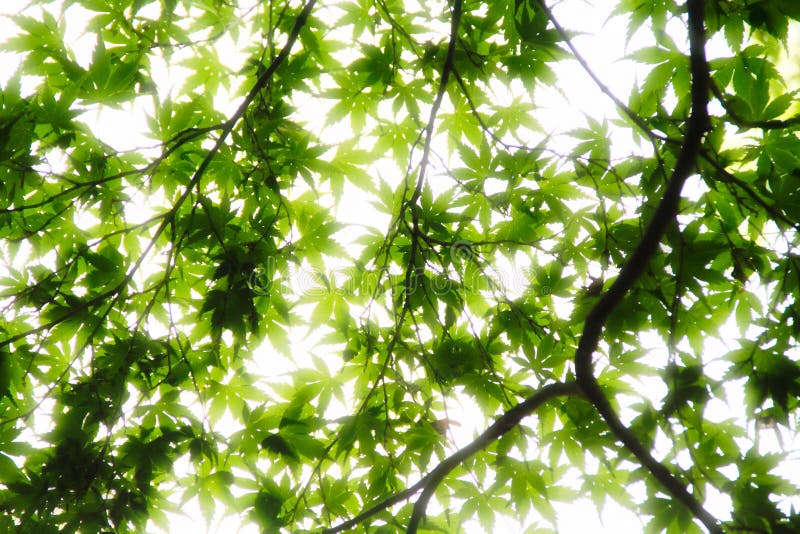 Overexposed Leaves royalty free stock photo