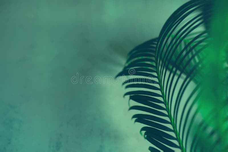 Green Leaves of Palm Tree on Dark Green Background Stock Image - Image