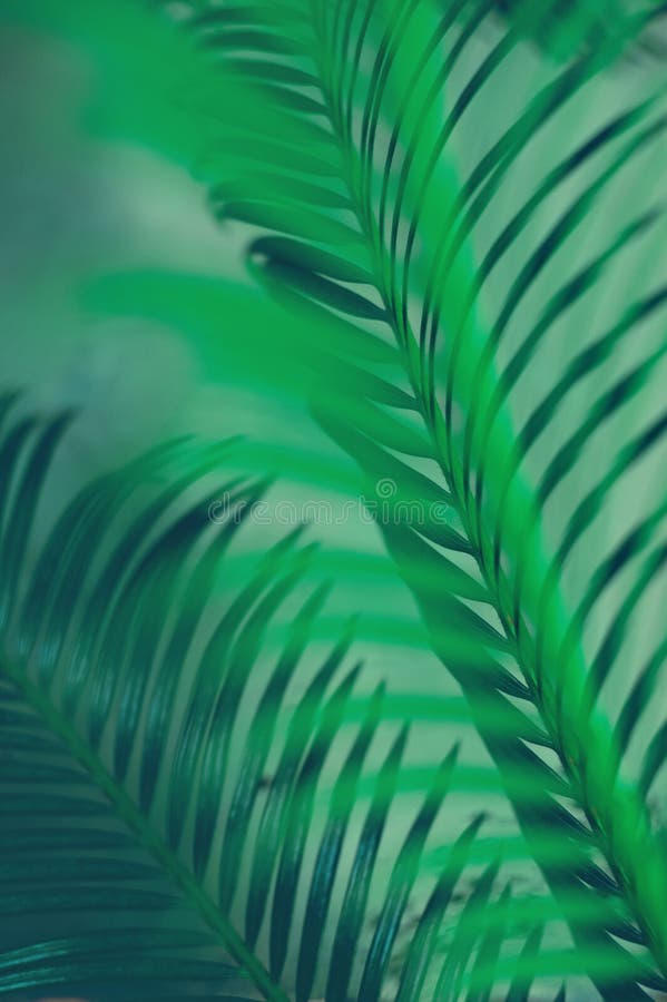 Green Leaves of Palm Tree on Dark Green Background Stock Photo - Image