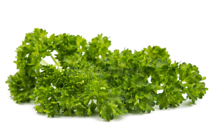 Green leaves of parsley stock image. Image of parsley 54143669