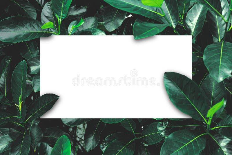 Green Leaves Pattern Background, Natural Background and White Wallpaper