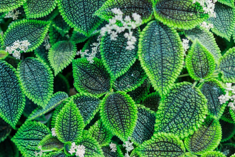 Green leaves of pilea spruceana friendship plant structure design. And groundcover royalty free stock image