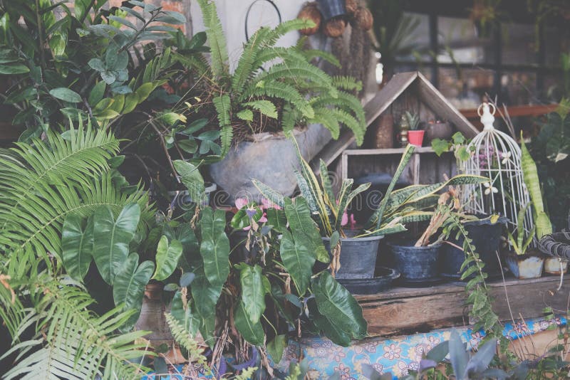 Green Leaves Plant Decorating at Home Stock Photo Image of garden