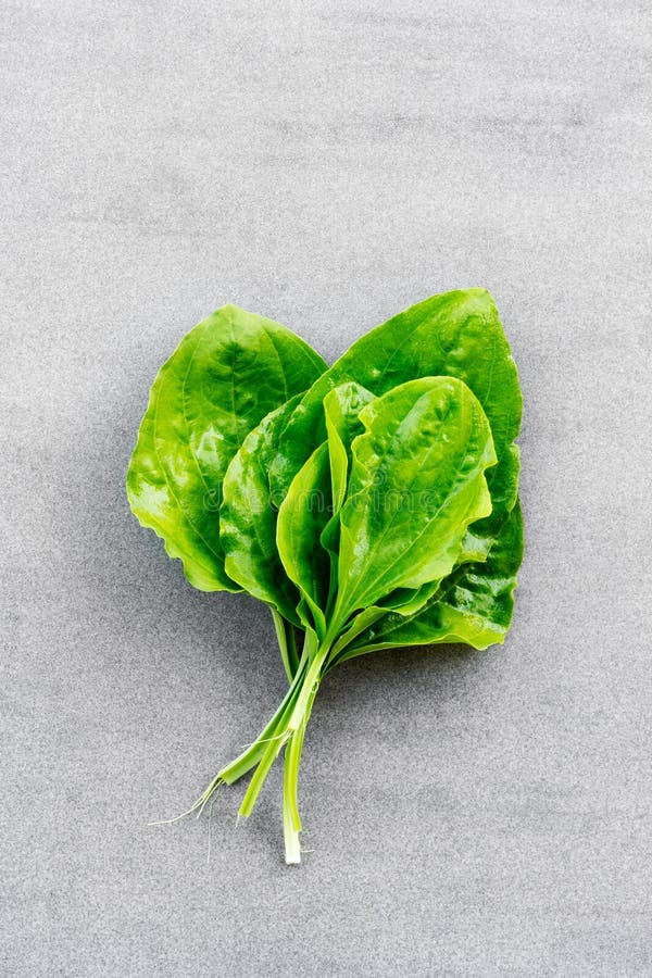 Green leaves of plantain (Plantago major) medicinal plant on an grey background