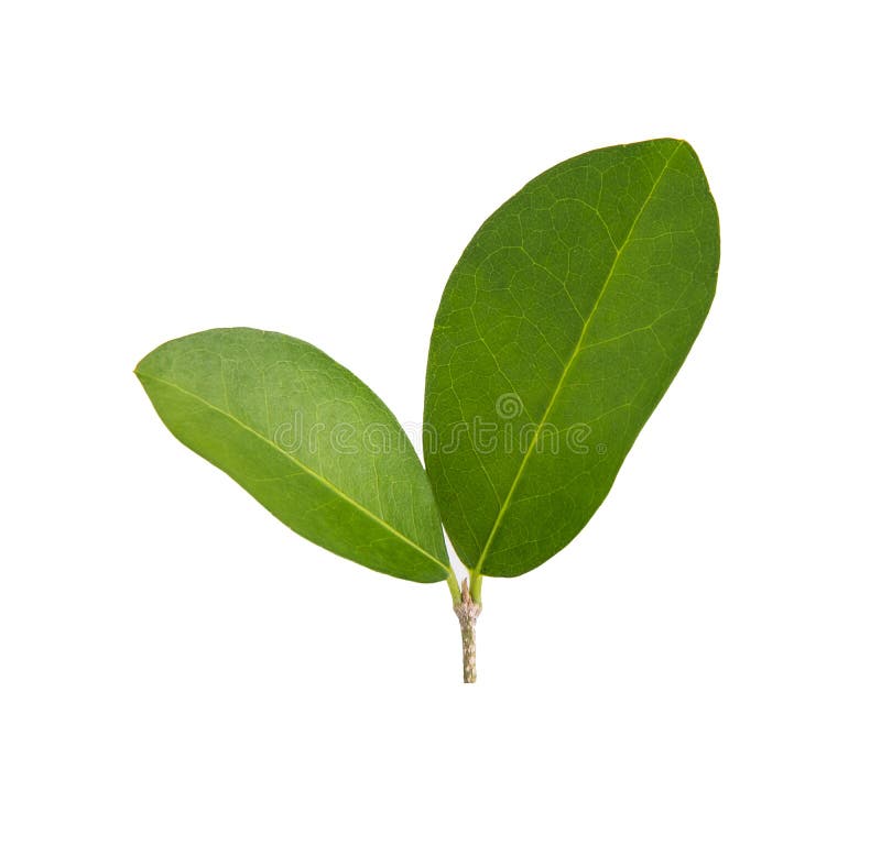 Green Leaves of Plum Isolated Stock Photo Image of plum, orange