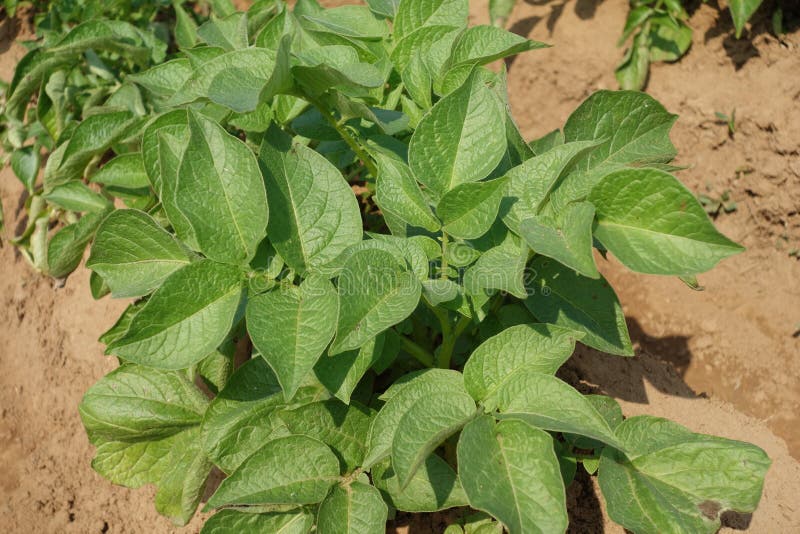 Green Leaves of Potato Plant Closeup. Stock Photo Image of agrucultural, fiewld 171418672
