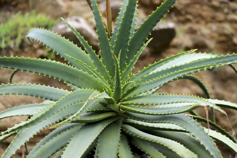 Green leaves of a prickly aloe plant against a background of brown stones. stock image Green leaves of a prickly aloe plant against a background of brown stones. stock image