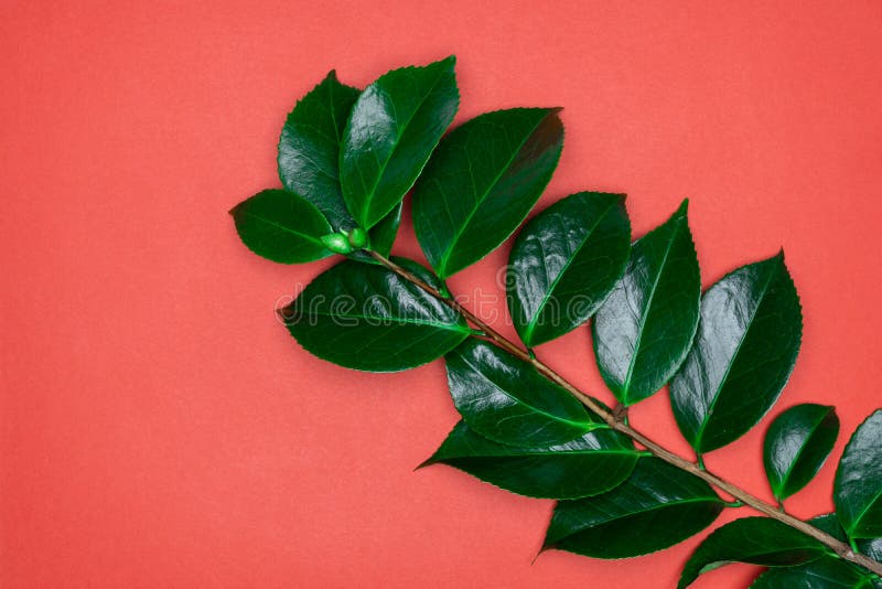 Green Leaves on Red Background. Flat Lay, Top View, Space Stock Photo